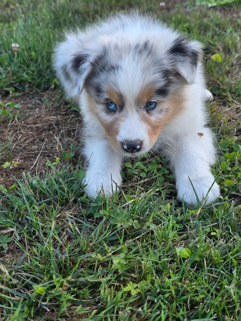 La Plaine De La Maurienne - Chiots disponibles - Berger Australien