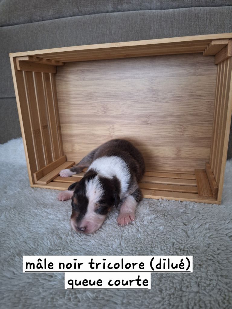 La Plaine De La Maurienne - Chiots disponibles - Berger Australien