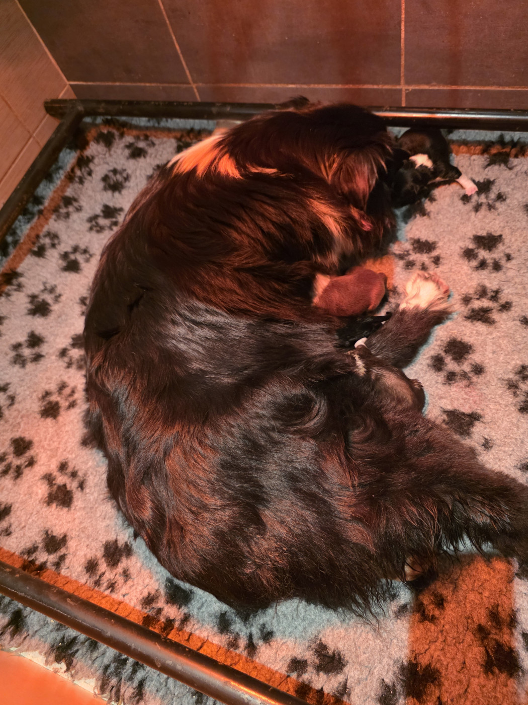 Chiot Berger Australien La Plaine De La Maurienne