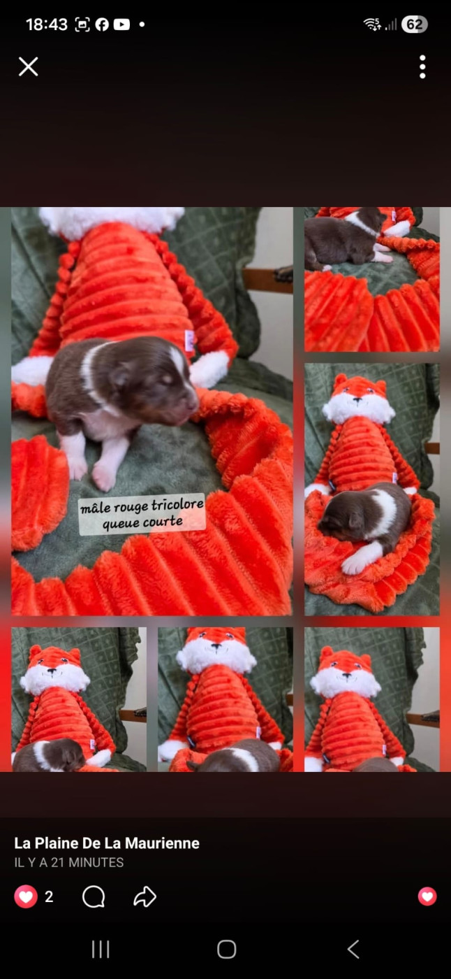 La Plaine De La Maurienne - Chiots disponibles - Berger Australien