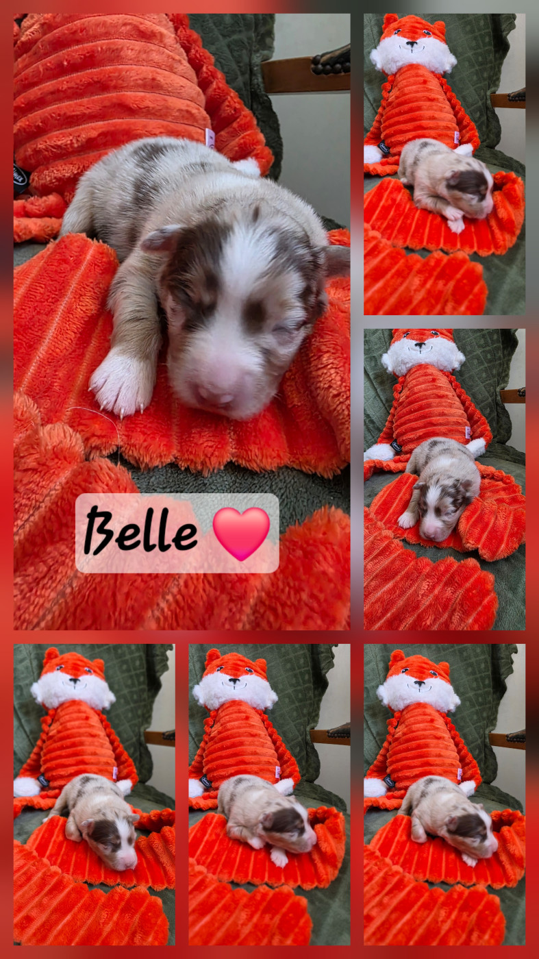 La Plaine De La Maurienne - Chiots disponibles - Berger Australien