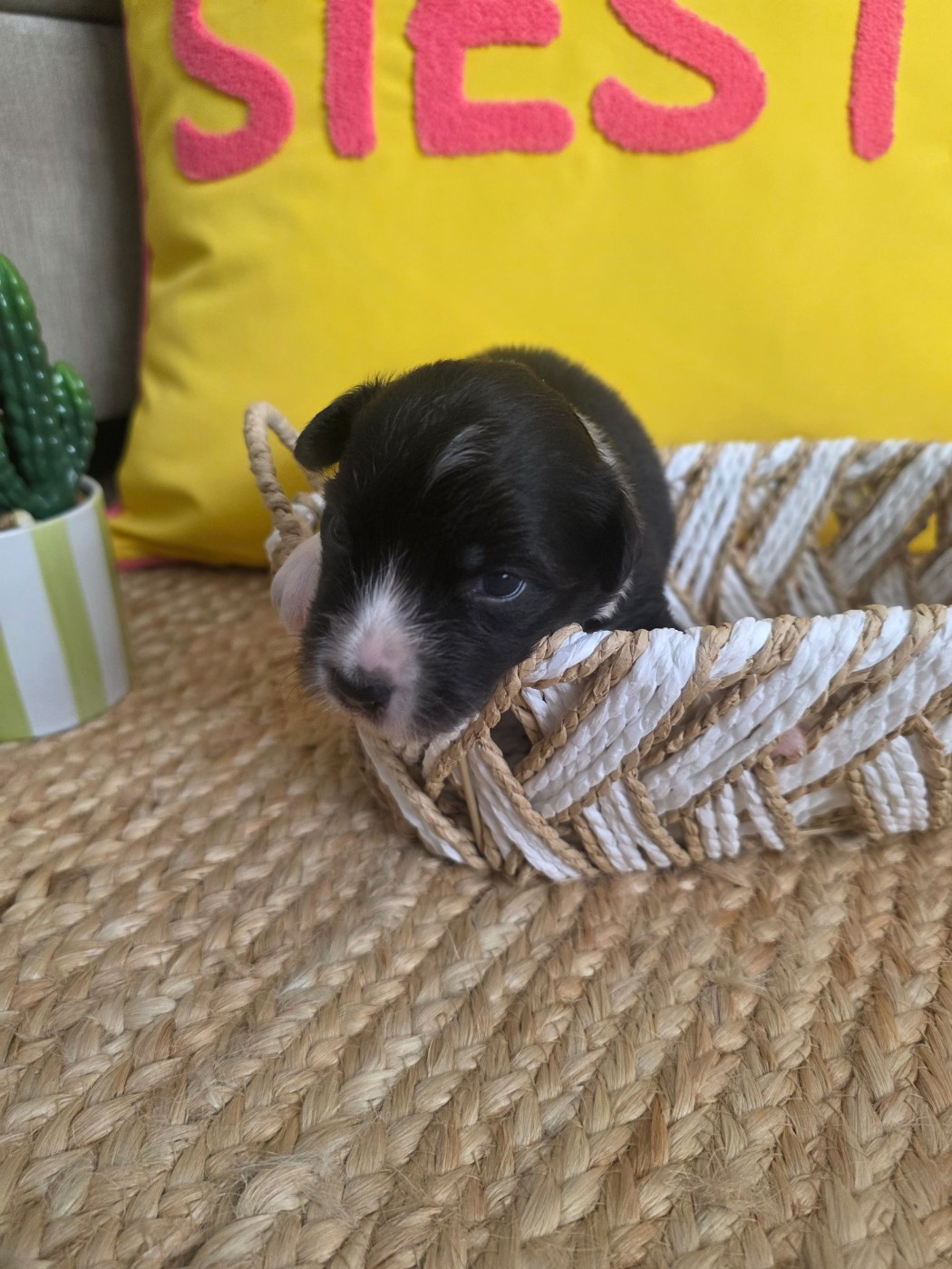 La Plaine De La Maurienne - Chiots disponibles - Berger Australien