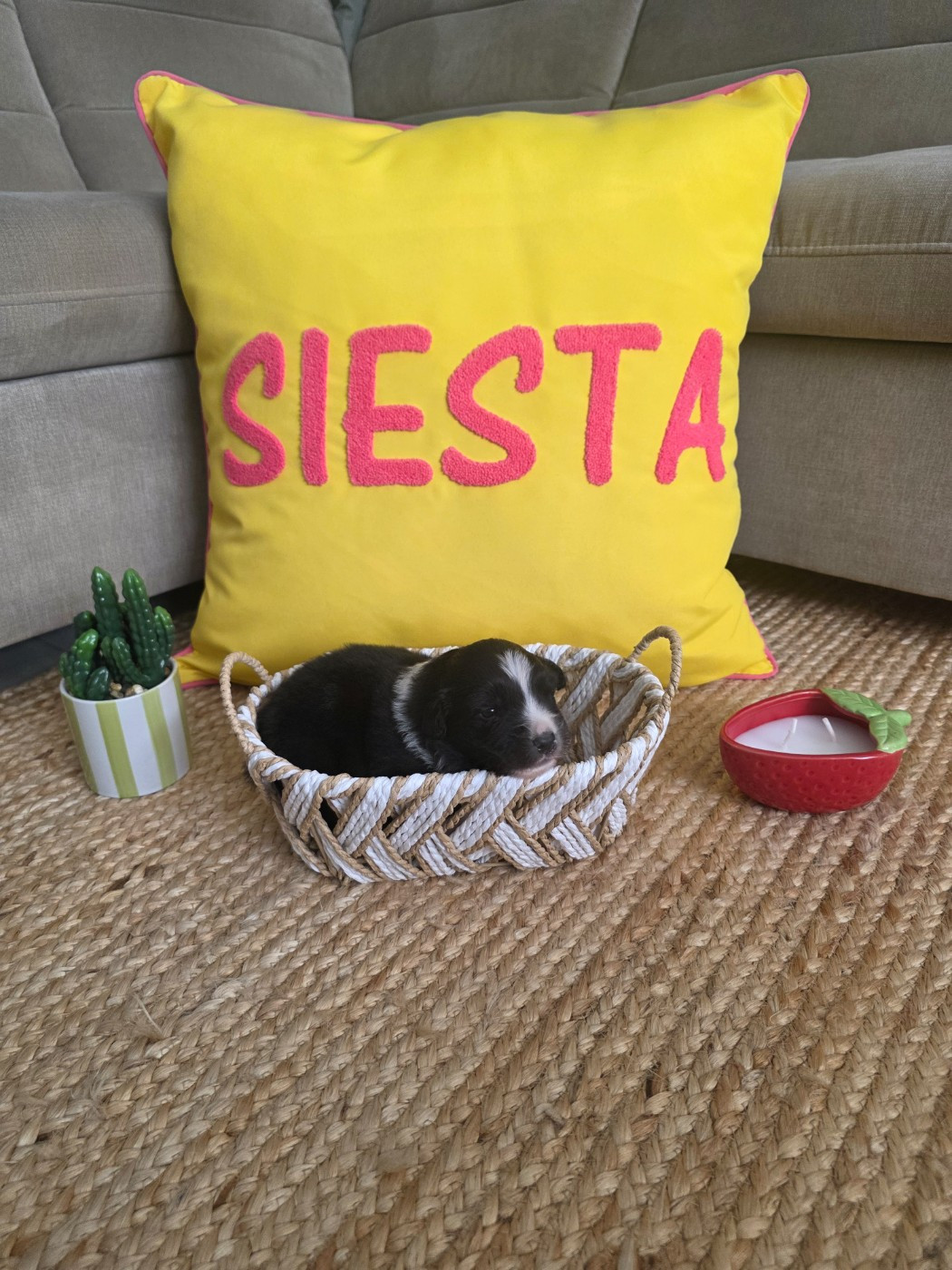 La Plaine De La Maurienne - Chiots disponibles - Berger Australien