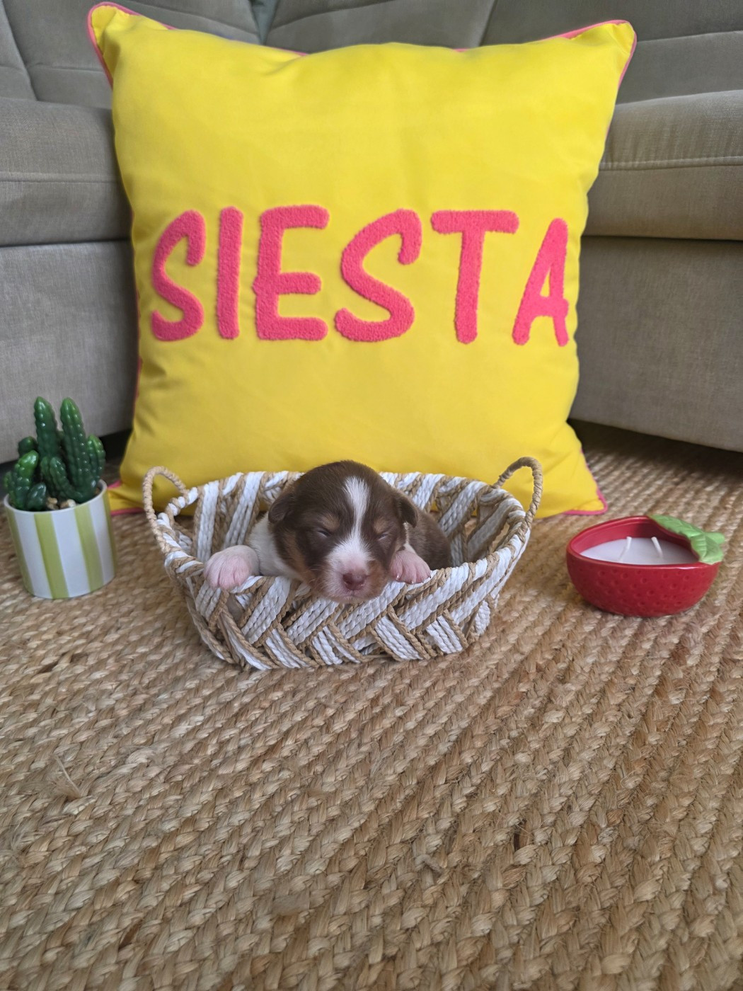 La Plaine De La Maurienne - Chiots disponibles - Berger Australien