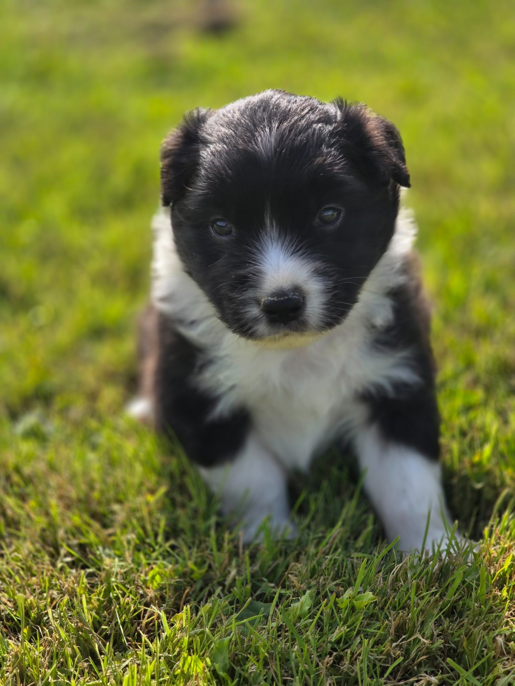 La Plaine De La Maurienne - Chiots disponibles - Berger Australien