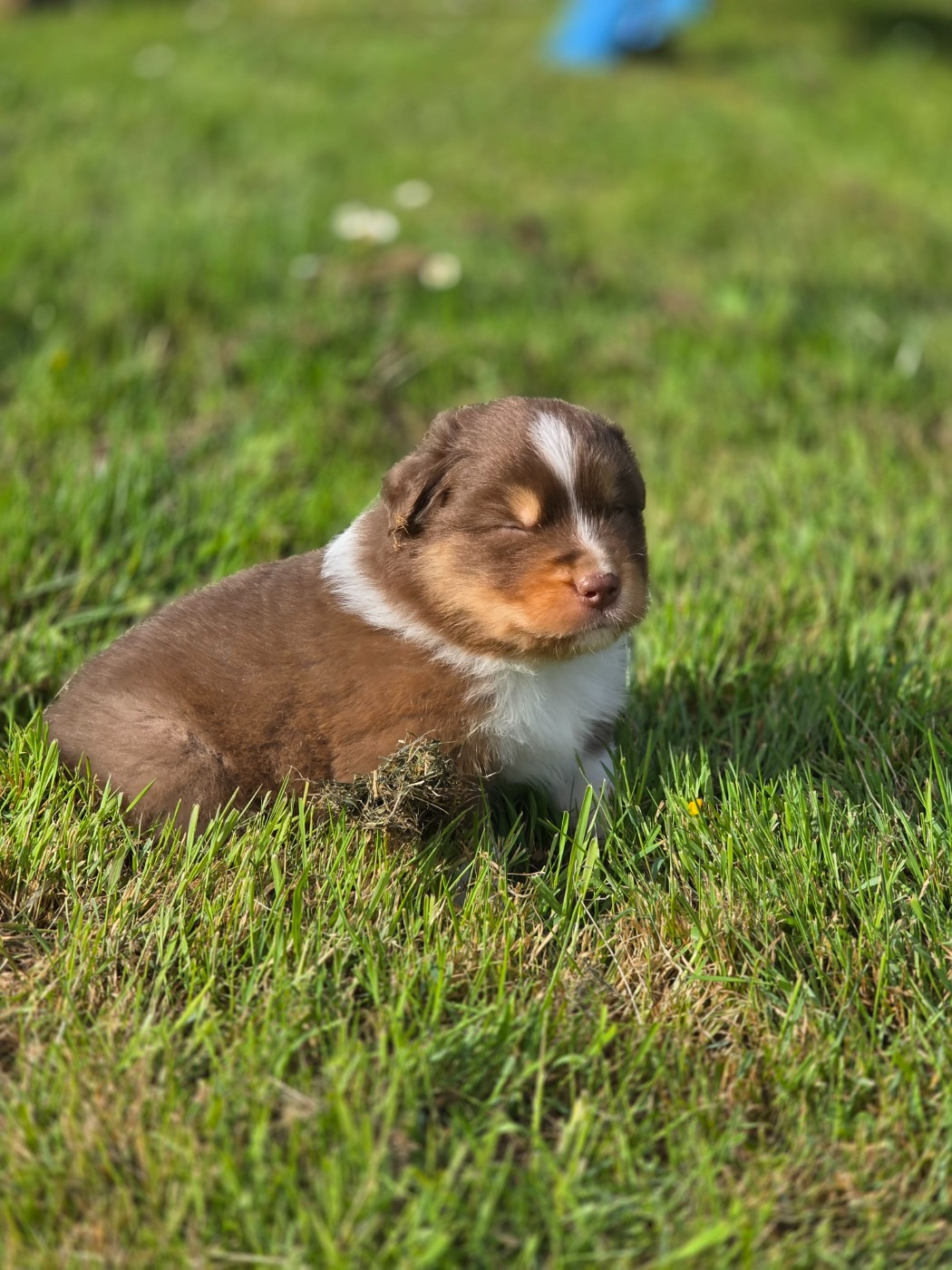 La Plaine De La Maurienne - Chiots disponibles - Berger Australien