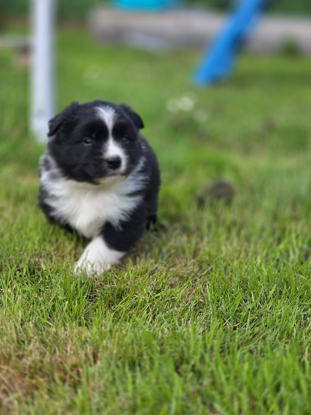 La Plaine De La Maurienne - Chiots disponibles - Berger Australien