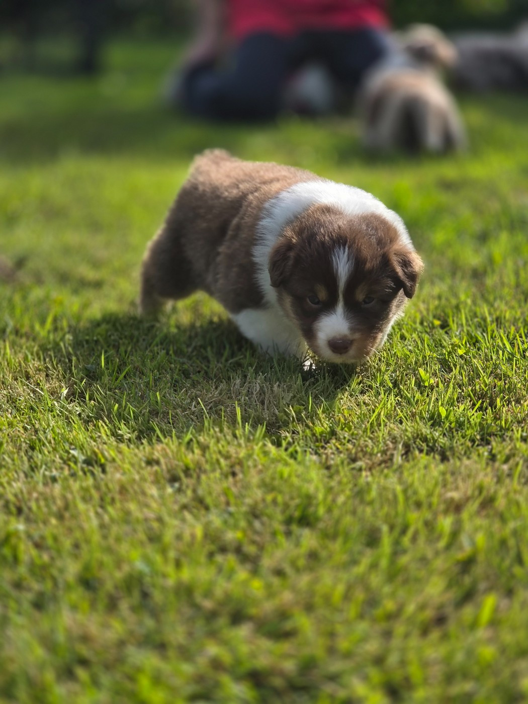 La Plaine De La Maurienne - Chiots disponibles - Berger Australien