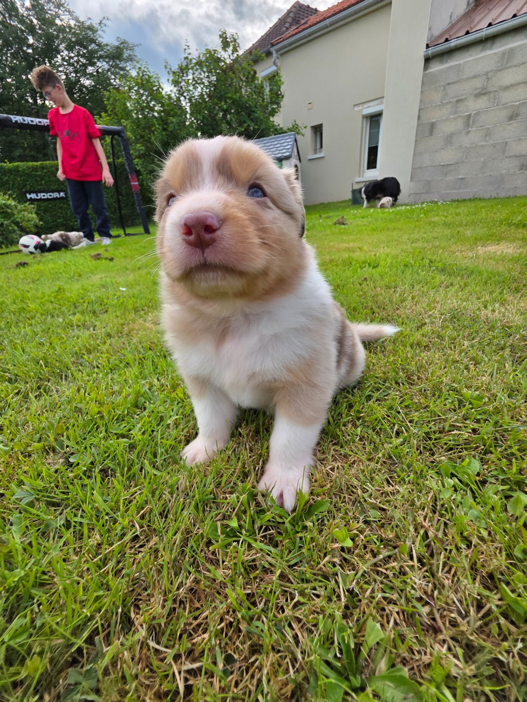 La Plaine De La Maurienne - Chiots disponibles - Berger Australien