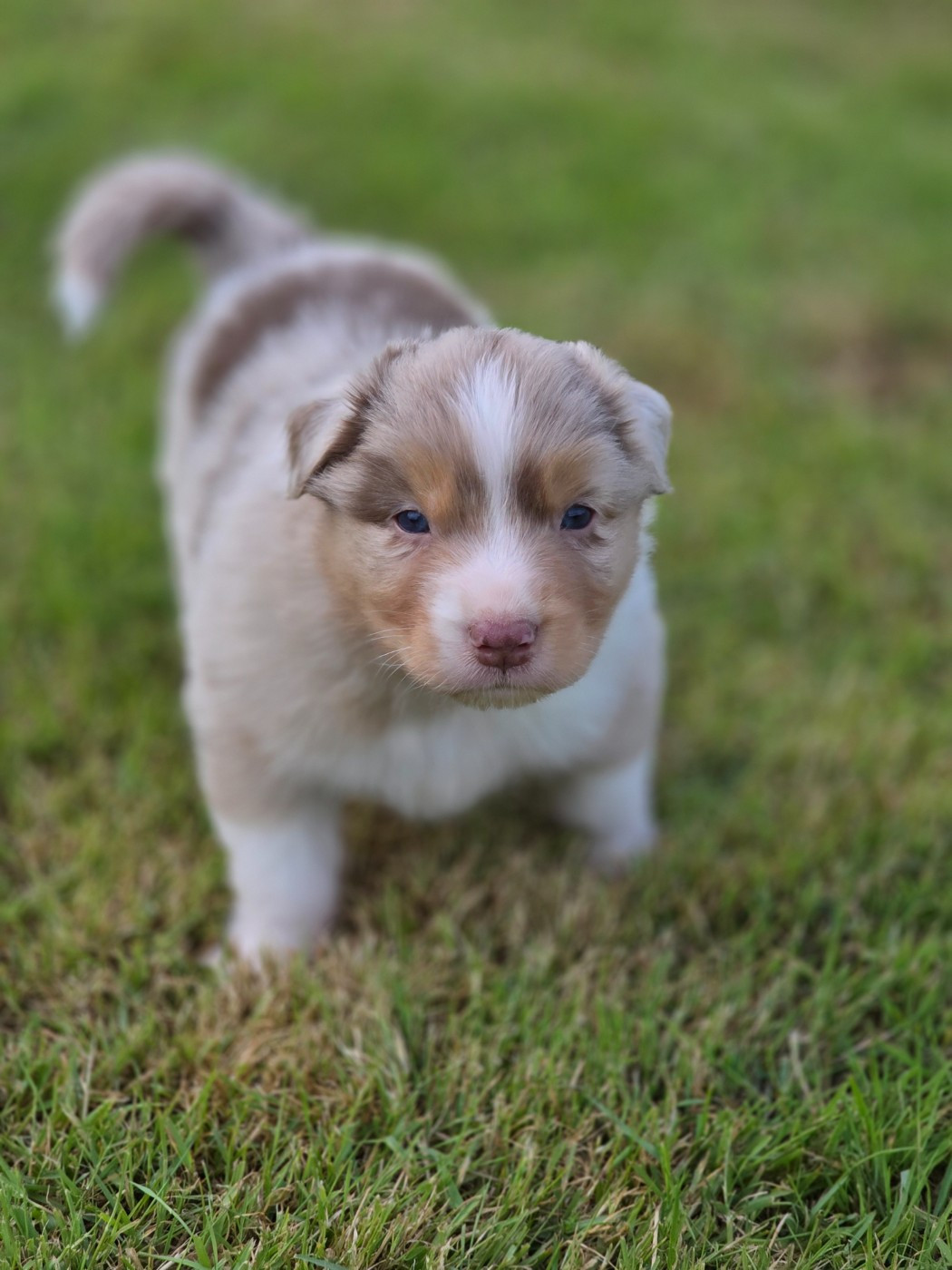 La Plaine De La Maurienne - Chiots disponibles - Berger Australien