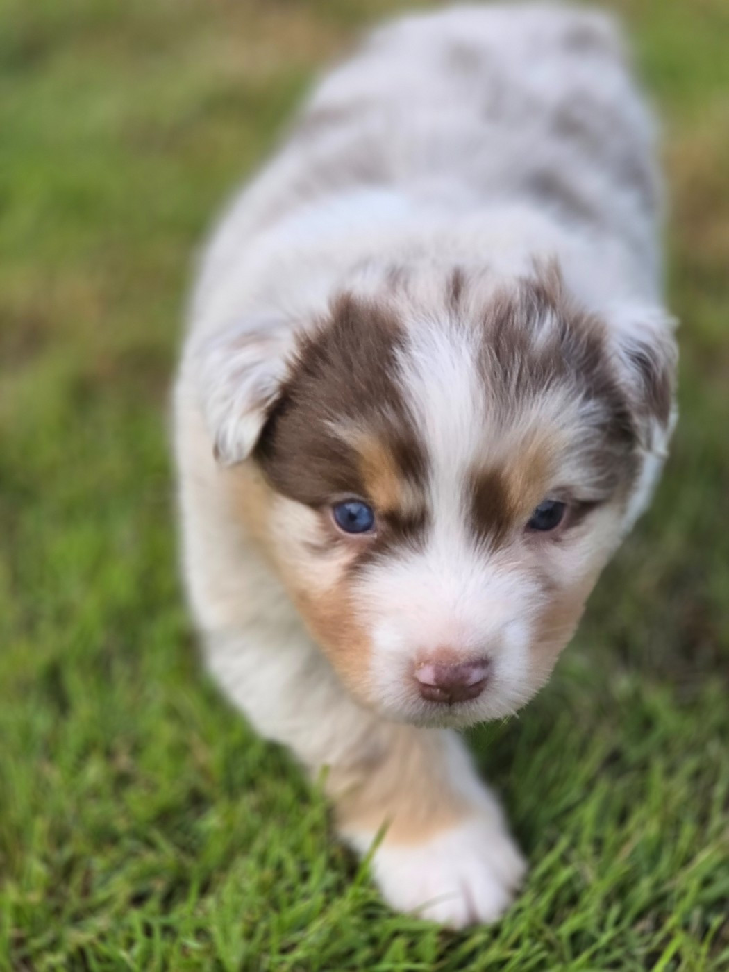 La Plaine De La Maurienne - Chiots disponibles - Berger Australien