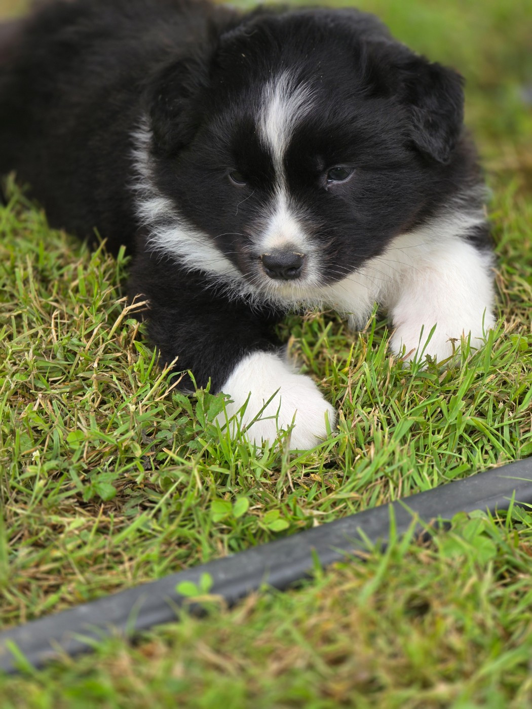 La Plaine De La Maurienne - Chiots disponibles - Berger Australien