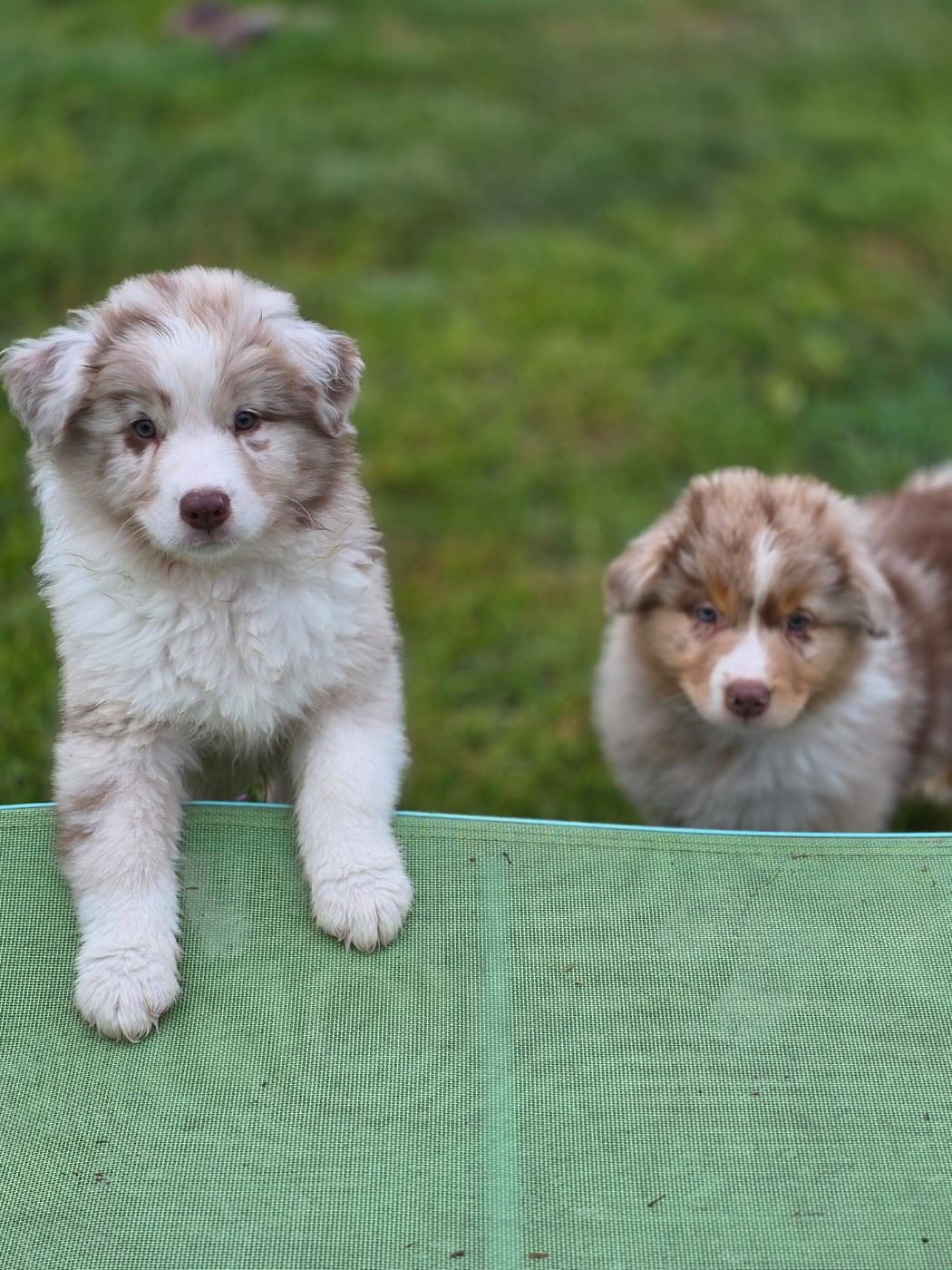 La Plaine De La Maurienne - Chiots disponibles - Berger Australien