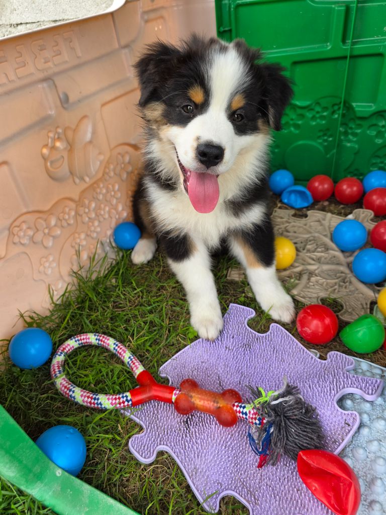 La Plaine De La Maurienne - Chiots disponibles - Berger Australien