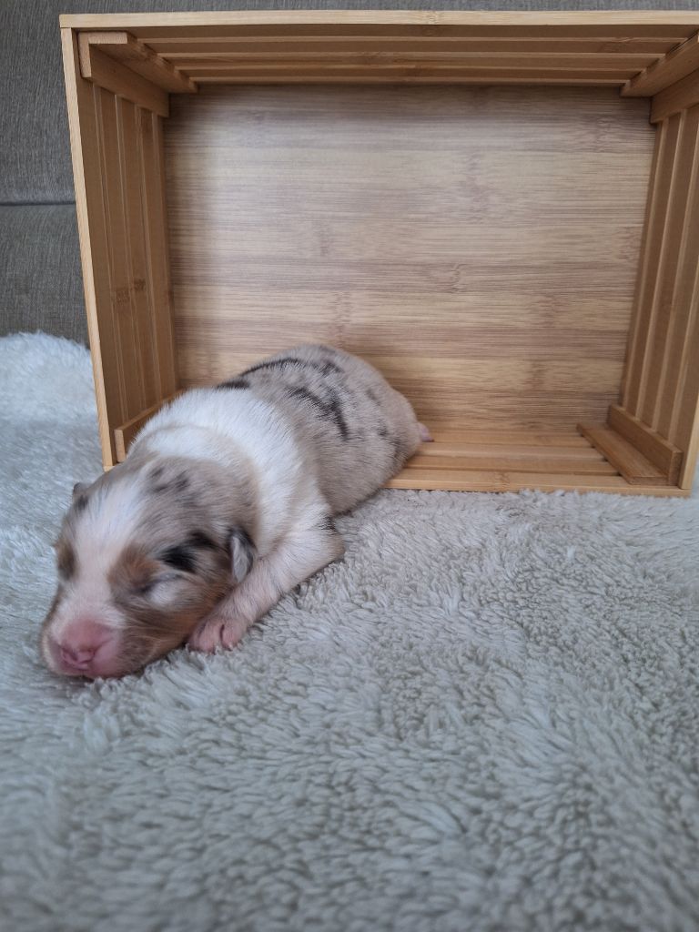 La Plaine De La Maurienne - Chiots disponibles - Berger Australien