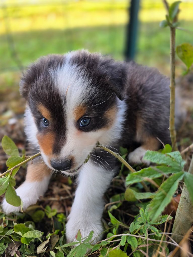 La Plaine De La Maurienne - Chiots disponibles - Berger Australien