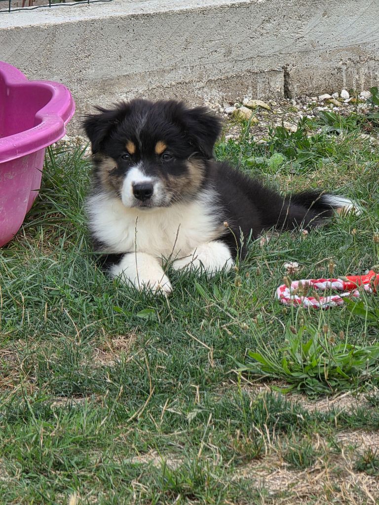 La Plaine De La Maurienne - Chiots disponibles - Berger Australien
