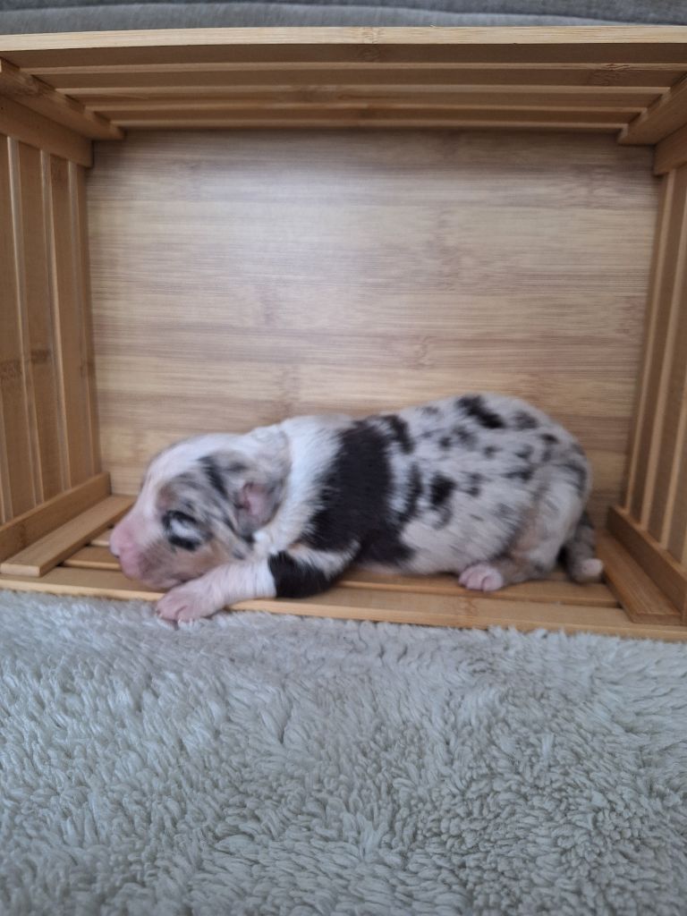 La Plaine De La Maurienne - Chiots disponibles - Berger Australien