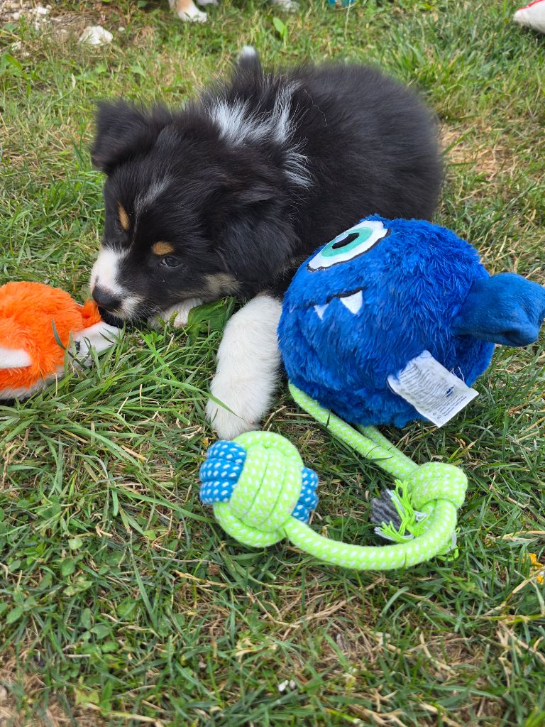 La Plaine De La Maurienne - Chiots disponibles - Berger Australien