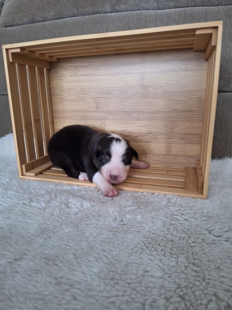 La Plaine De La Maurienne - Chiots disponibles - Berger Australien