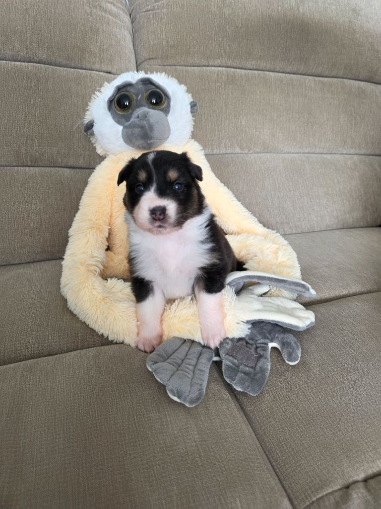 La Plaine De La Maurienne - Chiots disponibles - Berger Australien