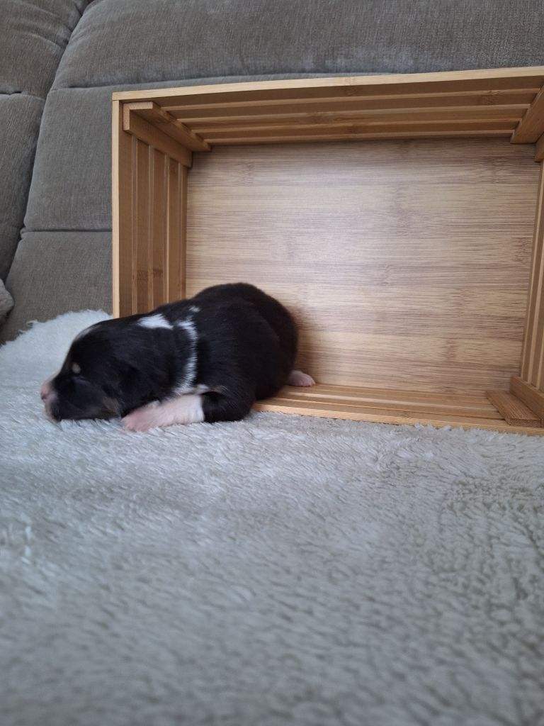 La Plaine De La Maurienne - Chiots disponibles - Berger Australien