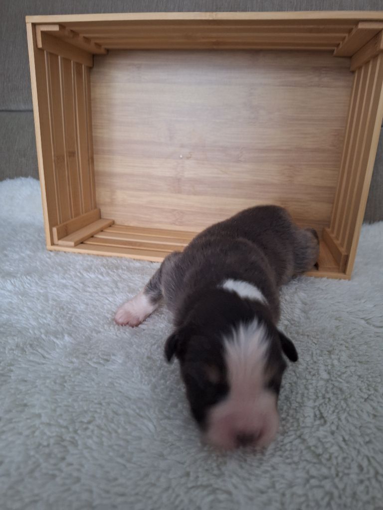La Plaine De La Maurienne - Chiots disponibles - Berger Australien