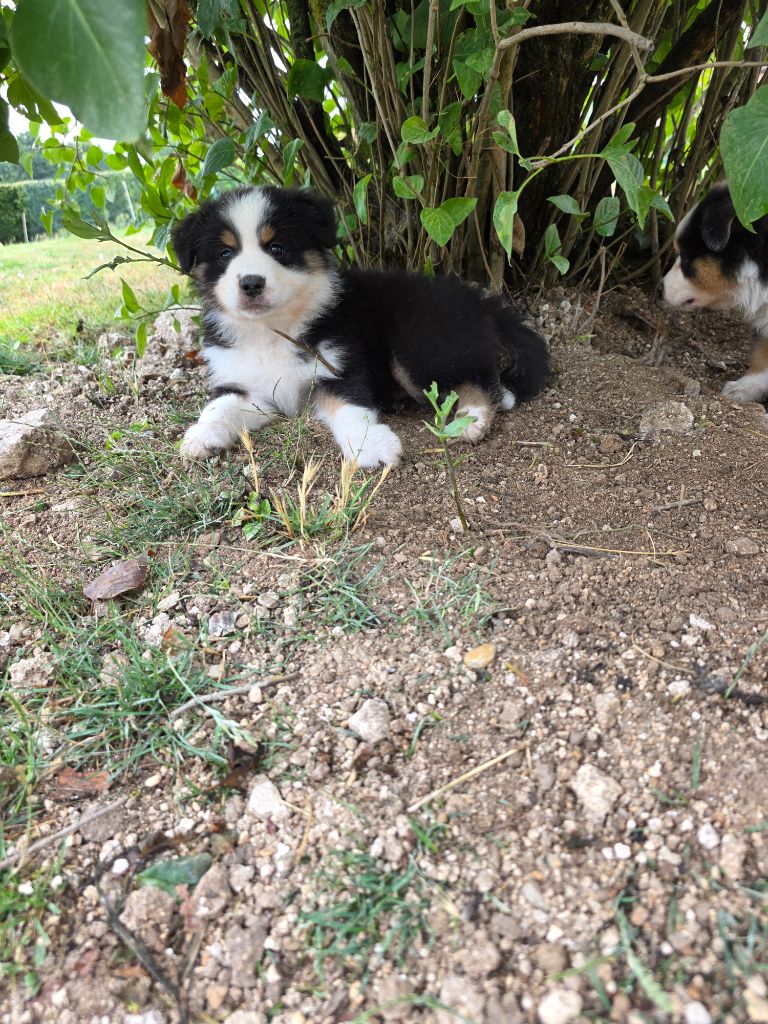 La Plaine De La Maurienne - Chiots disponibles - Berger Australien