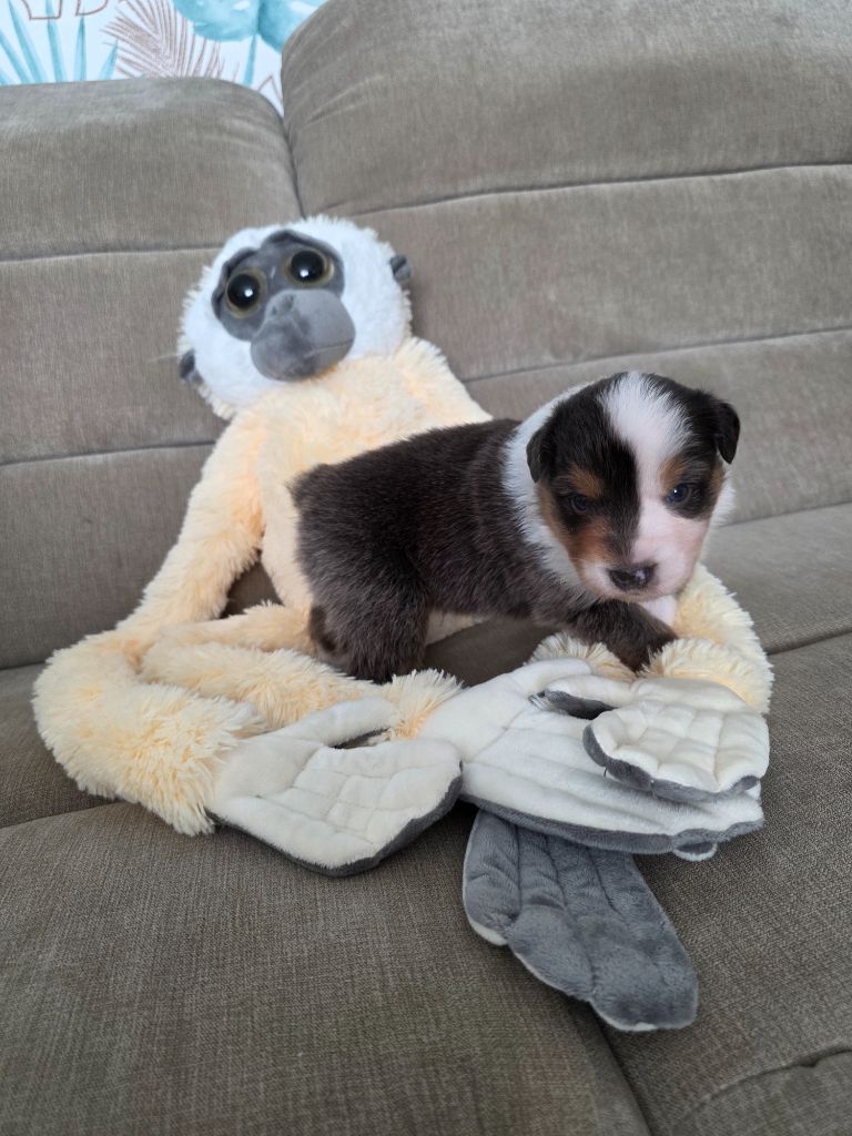 La Plaine De La Maurienne - Chiots disponibles - Berger Australien