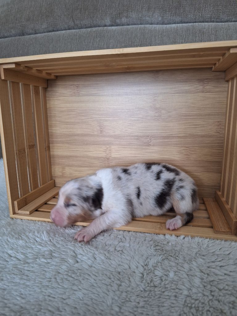 La Plaine De La Maurienne - Chiots disponibles - Berger Australien