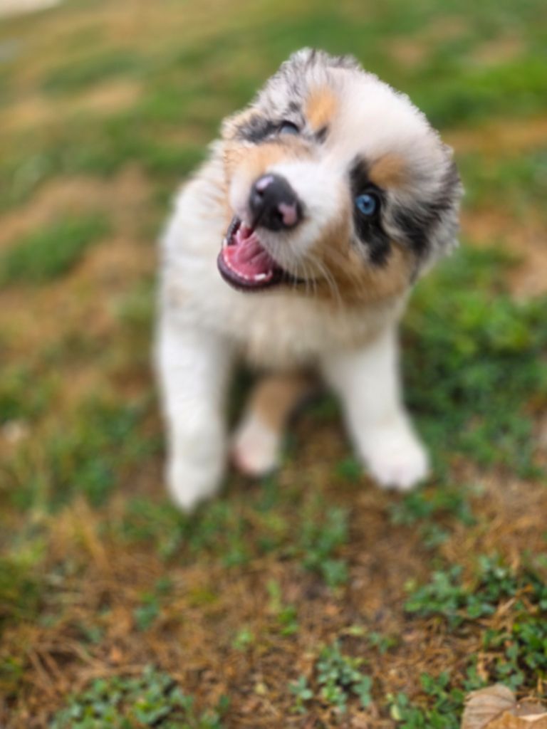 La Plaine De La Maurienne - Chiots disponibles - Berger Australien