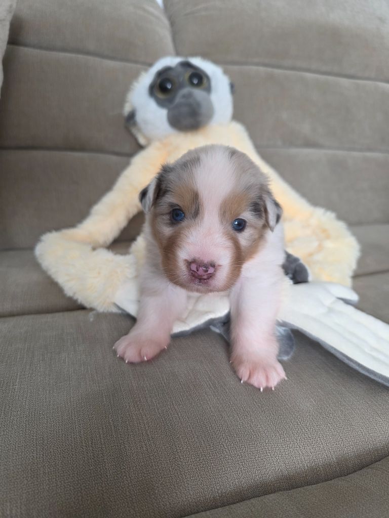 La Plaine De La Maurienne - Chiots disponibles - Berger Australien
